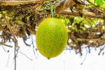 Snake Venom medicine, Snake Venom breaking, this miraculous plant can neutralise snake venom in minutes, Rural india Snake Venom medicine, Snake Venom breaking, this miraculous plant can neutralise snake venom in minutes, Rural india