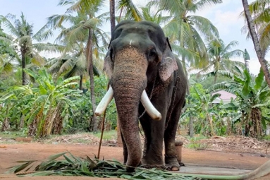 Suspected Man Arrested For Killing Elephant In Kerala Suspected Man Arrested For Killing Elephant In Kerala