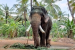 Suspects of Elephant death, Suspects of Elephant death, suspected man arrested for killing elephant in kerala, Pineapple