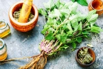 Lemon Balm latest breaking, Lemon Balm leaves, all about lemon balm and its health benefits, Honey