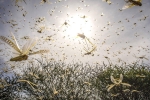 Dangerous pests, Dangerous pests, locusts in indian states life threatening swarm entered, 000 times