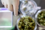 Prevent Covid-19, Apelin, lung damage from covid 19 can be prevented with cannabidiol, Human trials