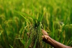 MSP for Kharif crops, MSP for Kharif crops updates, indian cabinet approves the hike in msp for kharif crops, Farm laws