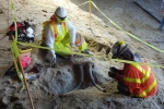 Mammoth, Mammoth, mammoth fossils discovered in la subway, Fossils Mammoth, Mammoth, mammoth fossils discovered in la subway, Fossils