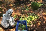 Karnataka, Mango, nipah effect mango growers in karnataka faces tough time in export, Mango growers