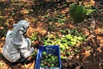 Mango, Karnataka, nipah effect mango growers in karnataka faces tough time in export, Hailstorm Mango, Karnataka, nipah effect mango growers in karnataka faces tough time in export, Hailstorm