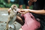 Monkey Bite latest, Monkey Bite breaking news, what to do after a monkey bite, Coming out Monkey Bite latest, Monkey Bite breaking news, what to do after a monkey bite, Coming out