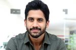 Naga Chaitanya upcoming projects, Naga Chaitanya news, naga chaitanya coming up with a strong lineup of films, Naandhi