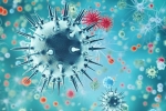 flu, pandemic, a new virus discovered in china is another pandemic on the way, H1n1