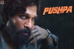 Allu Arjun shooting updates, Allu Arjun Pushpa movie, pushpa to be released in two installments, Puspha
