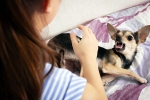 Rabies experts, Rabies experts, why is rabies deadly what to do after a bite, N k aggarwal Rabies experts, Rabies experts, why is rabies deadly what to do after a bite, N k aggarwal