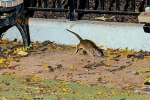 New York, Somewhat bloodthirsty campaign, must experience trend in new york city, Rats tourism