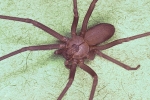 Michigan spiders, Spiders in Michigan, dangerous spiders found in michigan garage, Mark zuckeberg Michigan spiders, Spiders in Michigan, dangerous spiders found in michigan garage, Mark zuckeberg
