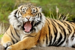 Dubai Ban Selling and Buying Wild Animals From July, Buying and selling wild animals banned in Dubai, dubai ban selling and buying wild animals from july, Lizard