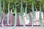 Snake Gourd, Snake Gourd food, advantages of eating snake gourd, Food cravings