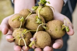 Sprouted Potatoes advantages, Sprouted Potatoes, what happens when you eat sprouted potatoes, Flowers Sprouted Potatoes advantages, Sprouted Potatoes, what happens when you eat sprouted potatoes, Flowers