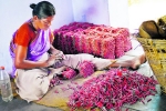 Sivakasi, Sivakasi, states ban firecrackers for diwali will sivakasi stay hungry, Alagiri