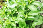 Stevia for blood sugar, Stevia consumption, is consuming stevia bad for blood sugar levels, Diabetic Stevia for blood sugar, Stevia consumption, is consuming stevia bad for blood sugar levels, Diabetic