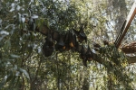 research, nipah virus, study shows coronavirus presence in two indian bats icmr study, Indian researcher