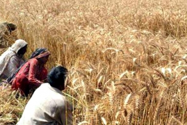 Union Cabinet Hikes Support Price of Agricultural Products