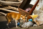 Stray Dogs court order, Stray Dogs latest update, key challenges after supreme court s order on stray dogs, Delhi ncr Stray Dogs court order, Stray Dogs latest update, key challenges after supreme court s order on stray dogs, Delhi ncr