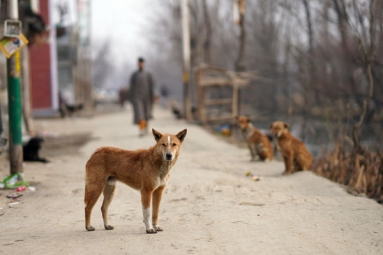 Supreme Court's Big Stray Dogs Order Challenged