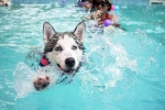 Dog Fitness tips, Dog Fitness suggestions, how can swimming boost your dog s fitness, Less stress