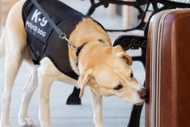 Test Going On Dogs’ Ability to Identify COVID-19 Patients- By UK Researchers Test Going On Dogs’ Ability to Identify COVID-19 Patients- By UK Researchers