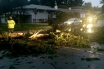 Toddler Killed, Maryland Top Story, toddler killed when tree fell on him accidentally, Maryland top story