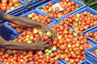 Tomato prices comes down finally