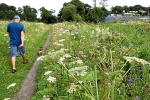 North Carolina, North Carolina, toxic plant that causes severe burns blindness found in north carolina, Giant hogweed