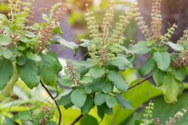 Tulsi for Skin: How This Indian Herb Helps in Making Your Skin Acne-Free, Glowing