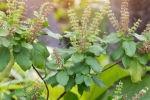 tulsi for hair fall, tulsi for dandruff, tulsi for skin how this indian herb helps in making your skin acne free glowing, Scabies