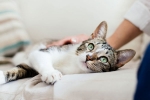 covid-19, coronavirus, two pet cats in new york test positive for covid 19, Pet dogs covid-19, coronavirus, two pet cats in new york test positive for covid 19, Pet dogs
