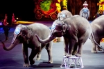 Los Angeles Top Story, Los Angeles Top Story, use of wild animals for entertainment, Paws Los Angeles Top Story, Los Angeles Top Story, use of wild animals for entertainment, Paws