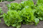 Leafy Vegetables shortage in Bay Area, Bay Area news, leafy vegetables shortage in bay area, Green vegetables