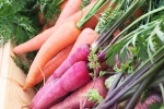 Red Carrot Vs Orange Carrot breaking update, Red Carrot Vs Orange Carrot breaking update, which carrot is more beneficial for health, Tomatoes Red Carrot Vs Orange Carrot breaking update, Red Carrot Vs Orange Carrot breaking update, which carrot is more beneficial for health, Tomatoes