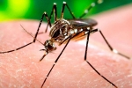 Houston news, Houston news, is houston at the risk of zika, Condoms Houston news, Houston news, is houston at the risk of zika, Condoms