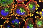children cancer deaths India latest updates, Cancer Deaths in Children, india reports higher childhood cancer deaths, Children cancer deaths india