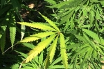 Marijuana, decriminalize, pennsylvania house to decriminalize marijuana, Marijuana Marijuana, decriminalize, pennsylvania house to decriminalize marijuana, Marijuana