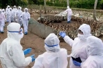 Bird Flu latest, Bird Flu news, here is all about the first human case of bird flu in india, Bird flu