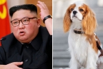 food supply, Kim Jong-un, north koreans ordered to hand over pet dogs for meat amid food shortages, Nuclear missile