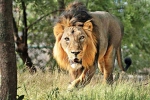 species, zoo, jamnagar in gujarat preparing to have the largest zoo in the world, Tallest