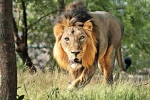 zoo, species, jamnagar in gujarat preparing to have the largest zoo in the world, World record