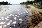 Singapore news, Singapore news, major cleanup after oil spill in the north east coast of singapore, Oil spill Singapore news, Singapore news, major cleanup after oil spill in the north east coast of singapore, Oil spill
