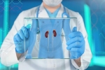 pig kidney for human patient updates, pig kidney for human patient operation, us surgeons successful in testing pig kidney for human patient, Transplants