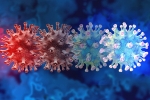 C.1.2 variant, C.1.2 variant updates, latest coronavirus variant evades vaccine protection, New covid variant C.1.2 variant, C.1.2 variant updates, latest coronavirus variant evades vaccine protection, New covid variant