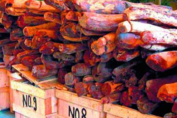 Why India government will export seized red sandalwood?},{Why India government will export seized red sandalwood?