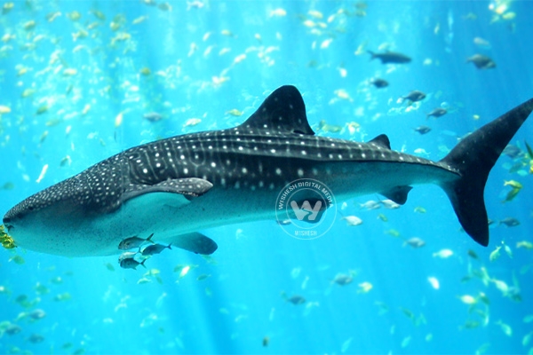 China’s factory openly slaughters whale sharks },{China’s factory openly slaughters whale sharks