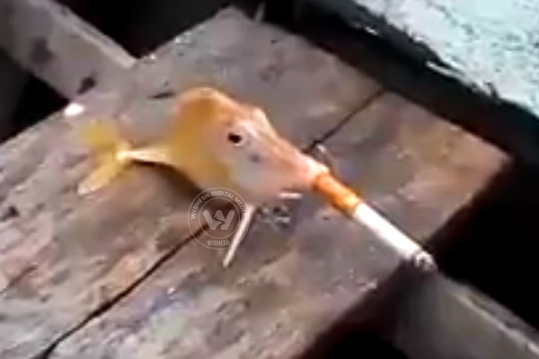 Animal lovers denounce video of fish smoking Cigarette},{Animal lovers denounce video of fish smoking Cigarette